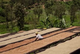 Rwanda Rugali Honey - thumbnail 2