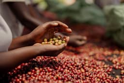 Rwanda Rugali Honey - thumbnail 3