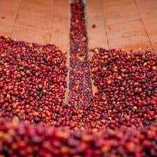 Green (Unroasted) El Ocote – 2nd place Mexico Cup of Excellence – Competition Series - thumbnail 2