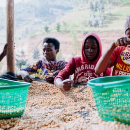 Shyira, RWANDA - Espresso - thumbnail 2