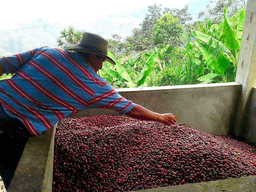 Kolumbien Nariño - thumbnail 5