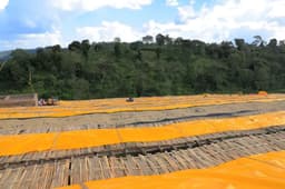 Sidamo Decaf - thumbnail 3