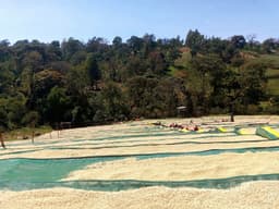 Sidamo Decaf - thumbnail 4