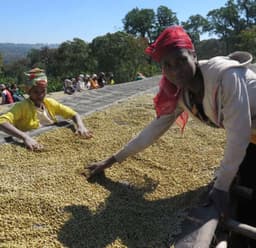 Sidamo Decaf - thumbnail 5