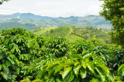 El Paraíso Lychee Peach Decaf - thumbnail 3