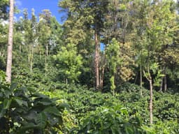 Finca Idealista - thumbnail 2