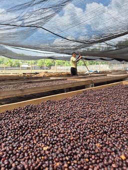Finca La Vega - thumbnail 3