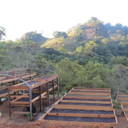 Decaf Mexico Alturas "Royal Select" Lot - thumbnail 5