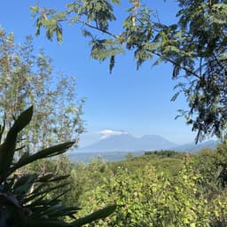 Guatemala Santa Elisa Estate Lot - thumbnail 3