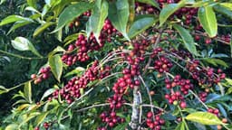 Sidamo - Omniröstung - thumbnail 4