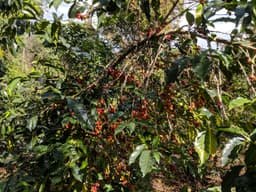 Sidamo - Omniröstung - thumbnail 3