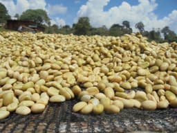 Sidamo - Omniröstung - thumbnail 2