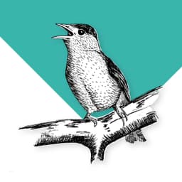 Blackcap - thumbnail 2