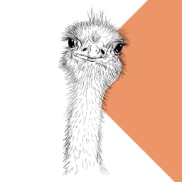 Ostrich - thumbnail 2