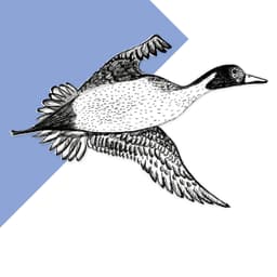 Pintail - thumbnail 2