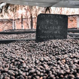 El Salvador El Limar Anaerobic Pacamara - thumbnail 5
