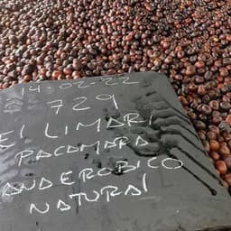 El Salvador El Limar Anaerobic Pacamara - thumbnail 2