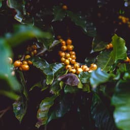 Brasilien Pereira Sweet Natural - thumbnail 3