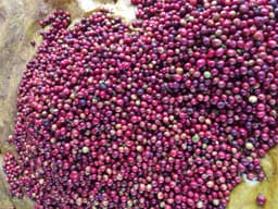 Kenya, Kamwangi AA - thumbnail 3