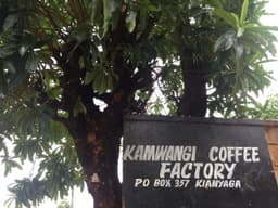 Kenya, Kamwangi AA - thumbnail 2