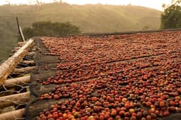 Ethiopia, Yria - thumbnail 2